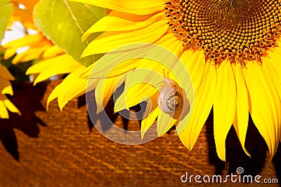 Snail on sun flower Stock Photo