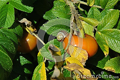 A snail and a sweet briar, late summer, Kaliningrad region, Russia Stock Photo