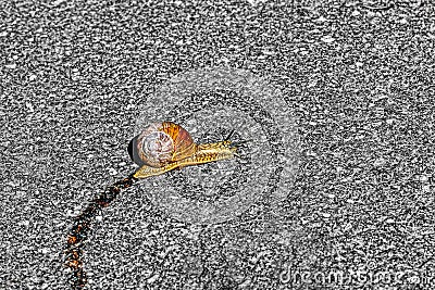 Snail trail on asphalt, single snail. Stock Photo
