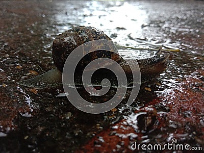 A snail traveling through a puddle in the rain Stock Photo
