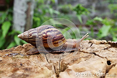 Snail traveling on stump with natural green Stock Photo