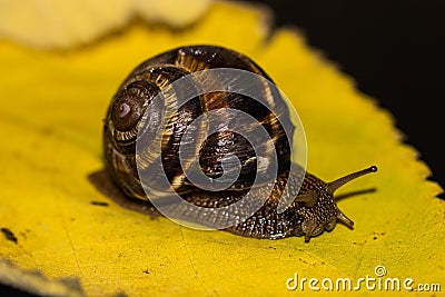Snail is a unique living creature that is protected by a shell and can live not only in the wild, but also at home. Stock Photo