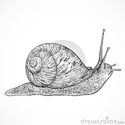 Snail. Vintage hand drawn vector Vector Illustration