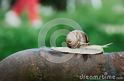 Snail walk Stock Photo