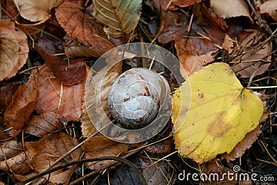 Snail walking on autumn leaves Stock Photo