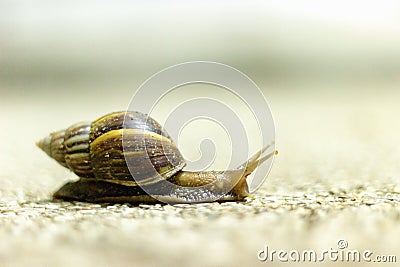 Snail walking on Stock Photo