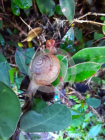 a snail walking on a leaf Stock Photo