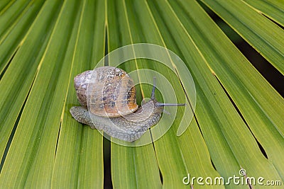 Snail walking Stock Photo