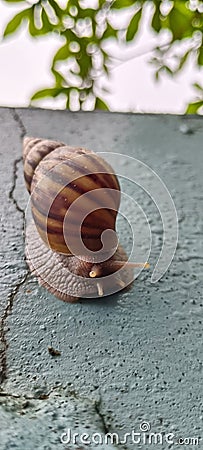 Snail walking on walls Stock Photo