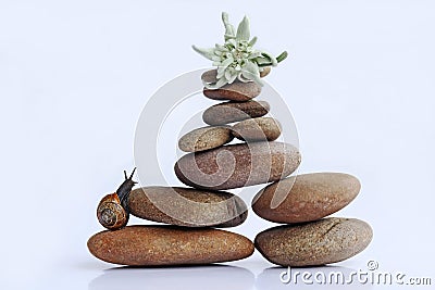 A snail wants to climb a mountain of stones to get to the Edelweiss Stock Photo