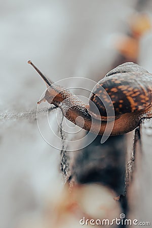Snail on a wooden garden. The snail glides over the wet wood texture trying to climb from one board to another. Macro close-up of Stock Photo