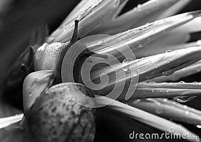 Snail on yellow flower after rain close-up. Stock Photo