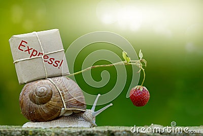 Snailmail, snail with package on the snail shell Stock Photo