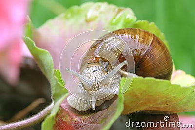 Snails Stock Photo