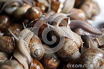 Snails closeup. Many crawling garden snails with large shells Stock Photo