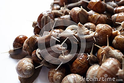 Snails closeup on white blurred background. Many lively crawling garden snails with large shells Stock Photo