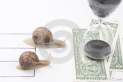 The snails compete first to reach the finish line with money. metaphor for business. time for success. persistence and speed of Stock Photo