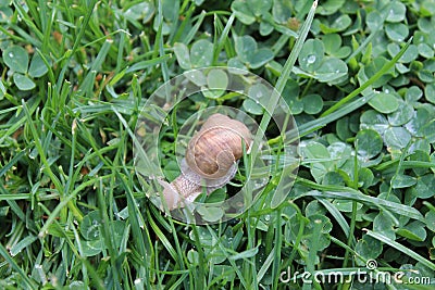 Morning beautification and feeding Stock Photo