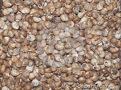 Snails for cooking on a stand in a spanish market Stock Photo
