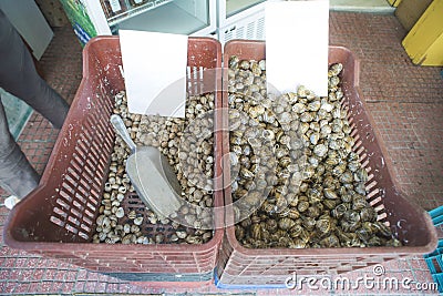 Snails in a crate on the market Stock Photo