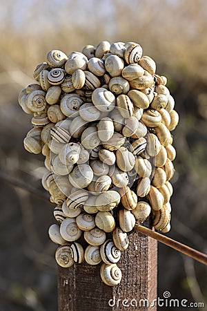 Snails Stock Photo