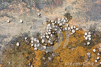 Snails on rock Stock Photo