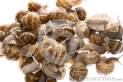 Snails Helix pomatia Stock Photo