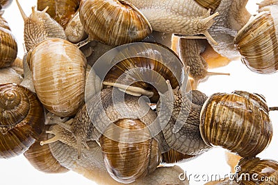 Snails Helix pomatia Stock Photo