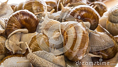 Snails Helix pomatia Stock Photo