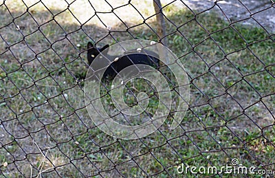 Snails hooked to a wire fence Stock Photo