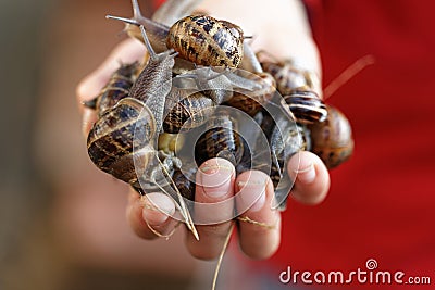 Snails Stock Photo