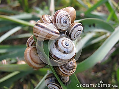 Snails on a Leaf Stock Photo