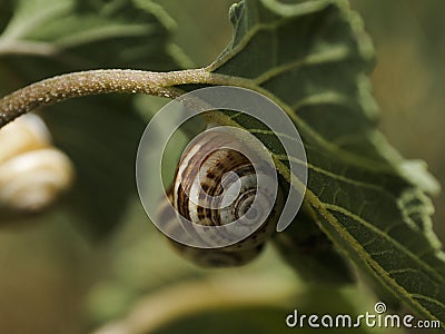 Snails on a leaf Stock Photo