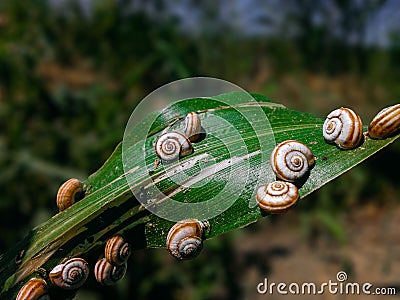 Snails on a Leaf Stock Photo