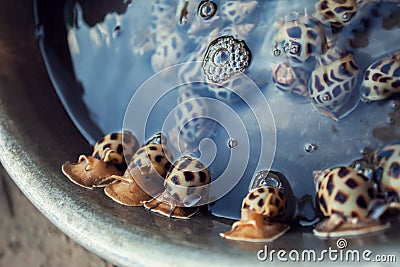 Snails on market. A lot of fresh snails on display at seafood ma Stock Photo