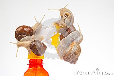 Snails and a plastic water splasher on a white background. Moisture and shellfish life Stock Photo