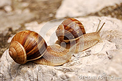 Snails on a rock Stock Photo