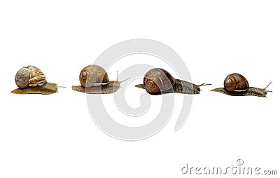 Snails in a Row Stock Photo