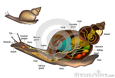 Snails or Slugs Anatomy Snail Body Structure Diagram. Internal and External Organs Vector Illustration