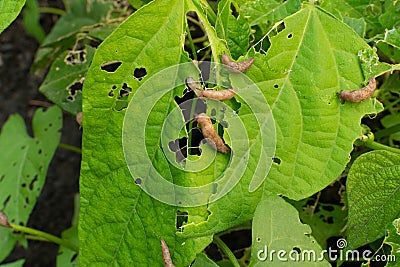 Snails, slugs or brown slugs destroy plants in the garden Cartoon Illustration