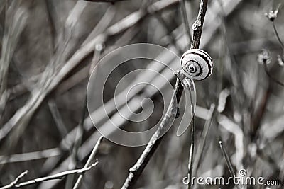 Snails in spiral shells sit on a dry stem Stock Photo