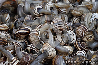 Snails to be sold. Stock Photo