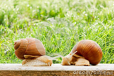 Snails two big spring summer garden fresh grass Stock Photo