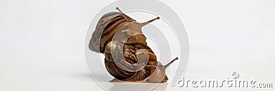One snail crawled onto another`s shell Stock Photo