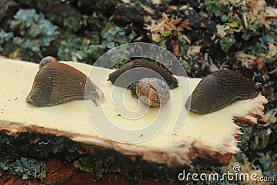 Snails on wood Stock Photo