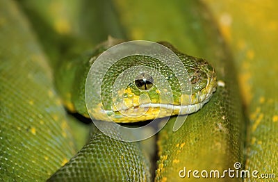 Snake Stock Photo