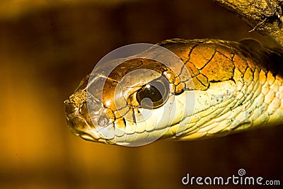 Snake Stock Photo