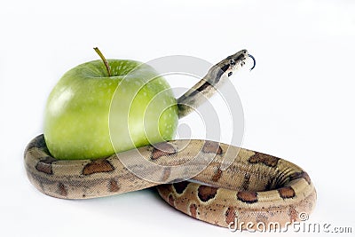 Snake and apple . Stock Photo