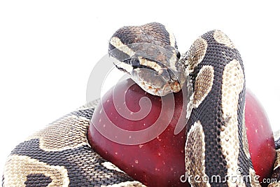 Snake and Apple Stock Photo