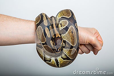 Royal python Stock Photo